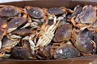 Live Dungeness Crabs