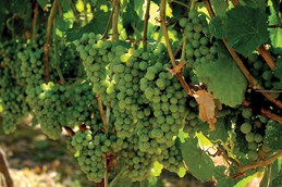 Okanagan wineries