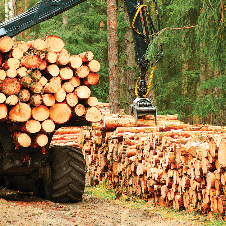 Cut trees being loaded onto a truck