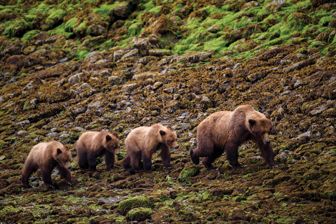 Grizzly Bears