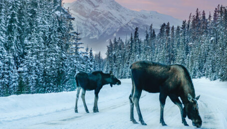 Moose in Jasper_credit-Celina-Frisson