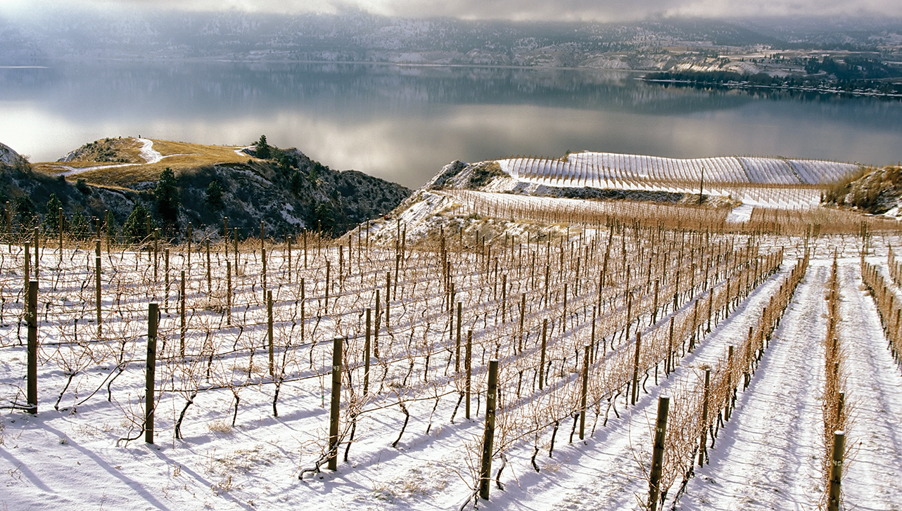 Okanagan vineyard in winter