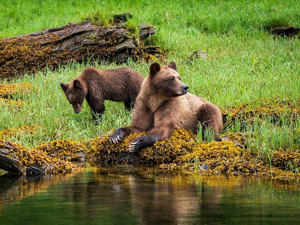 Shoal Creek estuary grizzly bears