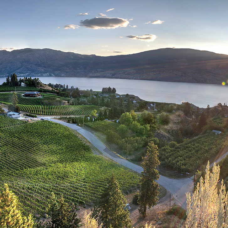 Switchback Vineyard. Credit: Lionel Trudel